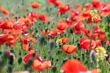 poppies flower meadow landscape spring season countryside