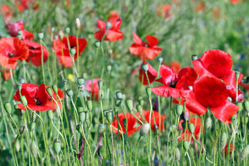 Red poppies flowers green field spring season