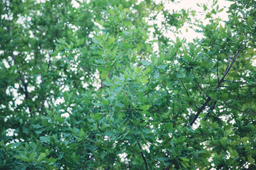 Leaves of the oak tree against blue sky