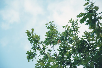Leaves of the oak tree against blue sky