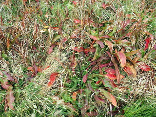 ギシギシ生える土手