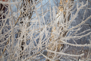 Elm tree. Beautiful winter tree. Elm tree under snow. Winter. 