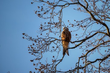 Red Kite bird 