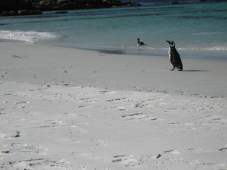 The Falkland Islands