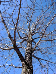 冬空と銀杏の木