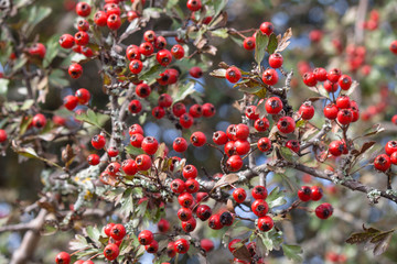 ..frutos rojos del bosque.red berries of the forest