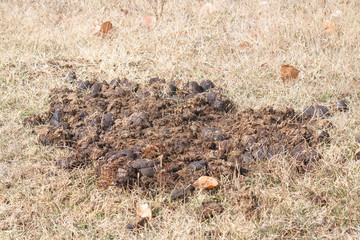 shit in the middle of the field