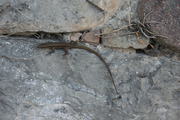 Stoney Lizard
