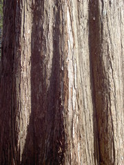 メタセコイアの樹皮