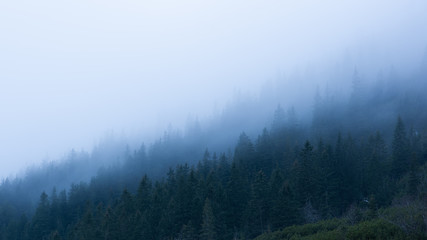 fog in the mountains over forest