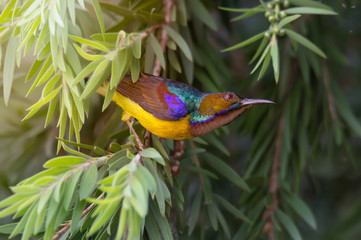 Beautiful bird perching on red brush   in sunny day with sunlight ..Juvenile brown throated sunbird   male  with colorful feathers enjoying sweet  in summer time.