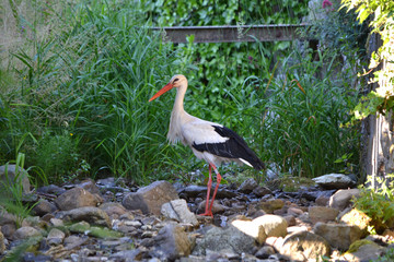 une cigogne dans le ruisseau en Alsace