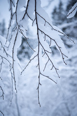 branch of a tree in winter