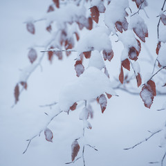 branch of tree covered with snow