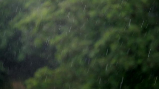 Heavy summer rain. Trees with a green foliage on the background.