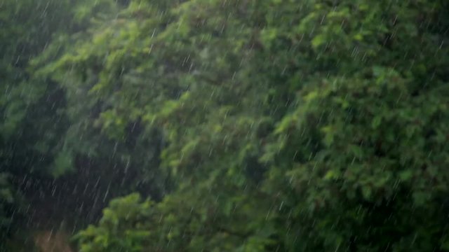 Heavy summer rain. Trees with a green foliage on the background.