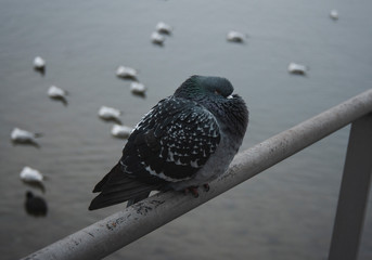 freezing and shiverring pigeon in front of gulls