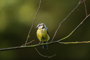 blue tit on branch