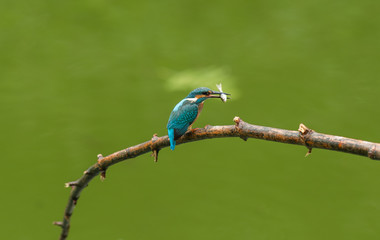 blue bird Kingfisher on a branch