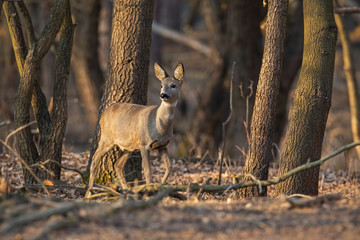 Roe deer, capreolus capreolus, doe walking through a forest at sunset. Wildlife scenery form woods. © WildMedia