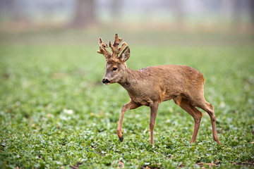 Roe deer, capreolus capreolus, buck with big antlers covered in velvet walking. Wild animal in winter. Roebuck sheding velvet. © WildMedia