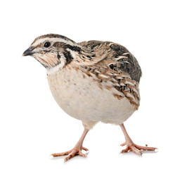Japanese quail in studio