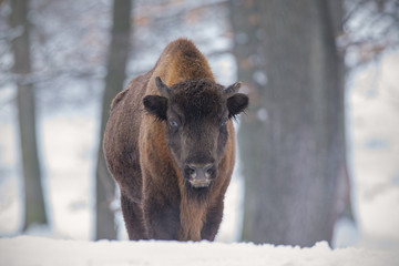 European bison, bison bonasus, in the forest with snow. Young wisnet in winter. Wildlife scenery in cold weather. © WildMedia