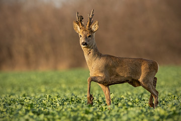 Roe deer stag at sunset with winter fur. Roebuck on a field with blurred background. Wild animal in...