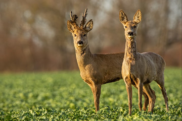 Naklejka na ściany i meble Roe deer, capreolus capreolus, couple at sunset in spring. Male and female wild animals in nature. Two alerted deer. Buck and doe.