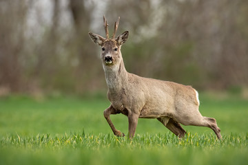 Roe deer, capreolus capreolus, buck in spring walking on a filed. Morning wildlife scenery from nature. Alerted wild deer approaching.