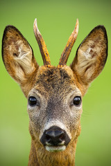 Portrait of cute roe deer, capreolus capreolus, buck in summer. Wildlife scenery of deer with vivid...