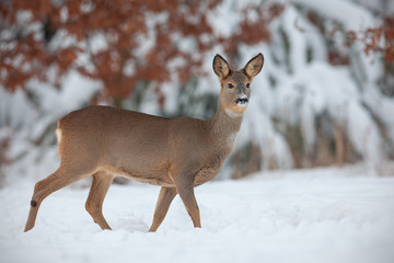 Roe deer, capreolus capreolus, in deep snow in winter. Wild animal in freezing environment. Cold wildlife scenery.