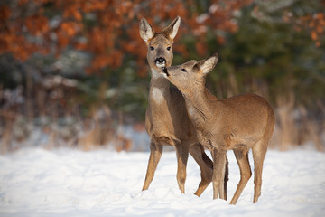 Mother and son roe deer, capreolus capreolus, in deep snow in winter kissing. Cute wild animals interacting by touching noses. Family of animals enyojing their presence. Happy wildlife scenery with © WildMedia