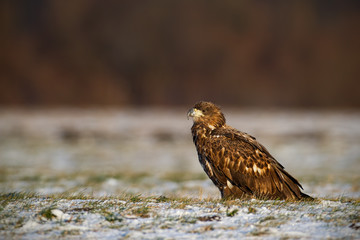 Juvenile white-tailed eagle, haliaeetus albicilla, in winter sitting on a snow covered ground. Wildlife scenery of predator watching with clear blurred background.