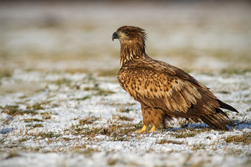 Juvenile white-tailed eagle, haliaeetus albicilla, in winter sitting on a snow covered ground. Wildlife scenery of predator watching with clear blurred background.