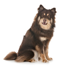 Finnish Lapphund in studio