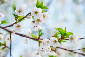 Fototapeta na wymiar Blooming sakura cherry blossom