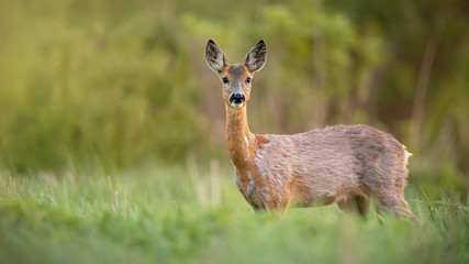 Roe deer, capreolus capreolus, doe female in spring standing on a meadow. Closeup of one wild mammal with blurred background.