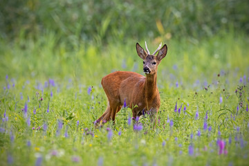 Roe deer, capreolus capreolus, buck in summer on a meadow full of flowers. Roebuck at sunset. Wild...