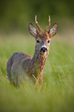Roe deer, capreolus capreolus, buck in spring at sunset. Morning wildlife scenery from nature. Alerted wild deer with blurred background. Detailed portrait of roebuck.