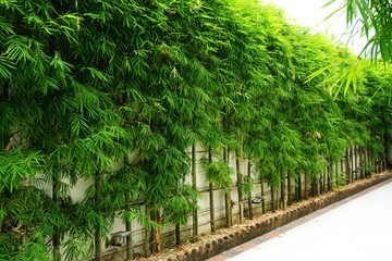 Bamboo hedge along a wall in Southeast Asia