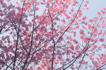 Beautiful Wild Himalayan (Prunus) or Thai Sakura Cherry blossom on top tree branches with blue sky background, pink flowers blooming in Khun Mae Ya, Chiang Mai, Thailand.