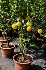 lemon tree on pot