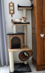 un chat sur un arbre &agrave; chat