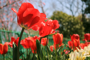 Fototapeta na wymiar チューリップ畑 虫、小人の視点でウキウキ Red Tulips in the flower field