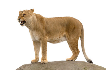 Obraz premium Lioness standing on a rock