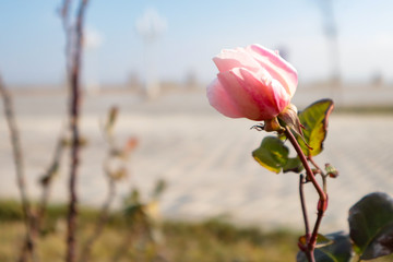 Fototapeta premium pink rose on blurry background. bokeh background with free space for text 