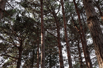 Majestic green pine tree forest. Healthy green trees in a forest