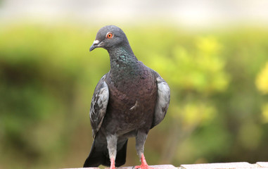 鳩　ハト　はと　羽鳥　野鳥　伝書バト　鳥