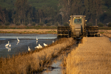 Long shot of Tractor harvesting rice field with herons, front view